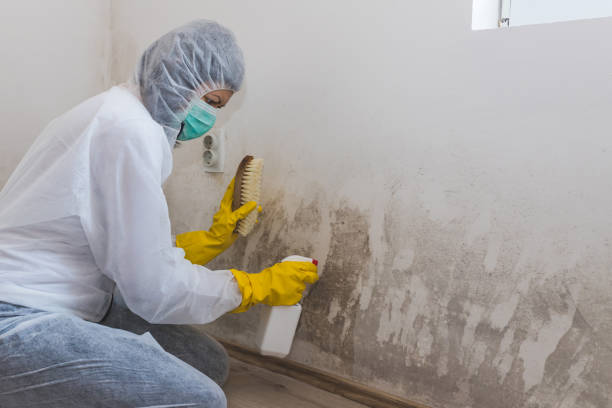 Best Localized Mold Remediation (e.g., coastal areas, humid climates) in Gettysburg, PA