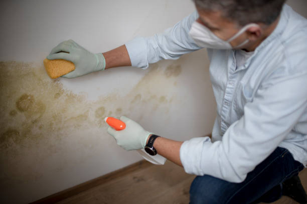 Best Industrial Mold Remediation in Gettysburg, PA